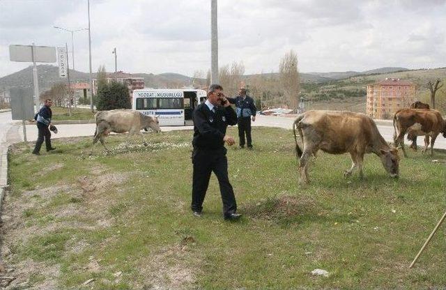 Yozgat’ta Ahırdan Kaçan İnekler Şehir Merkezine İndi