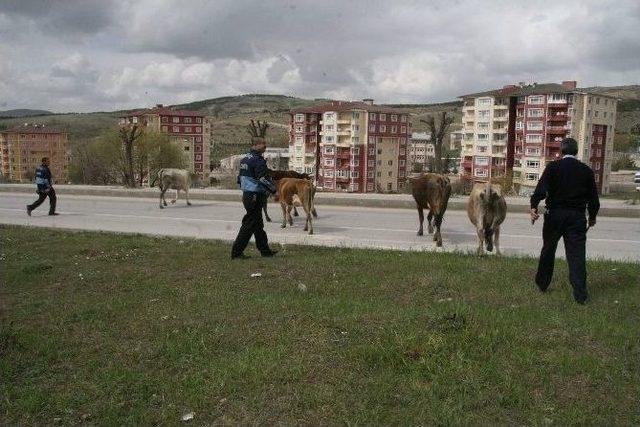 Yozgat’ta Ahırdan Kaçan İnekler Şehir Merkezine İndi