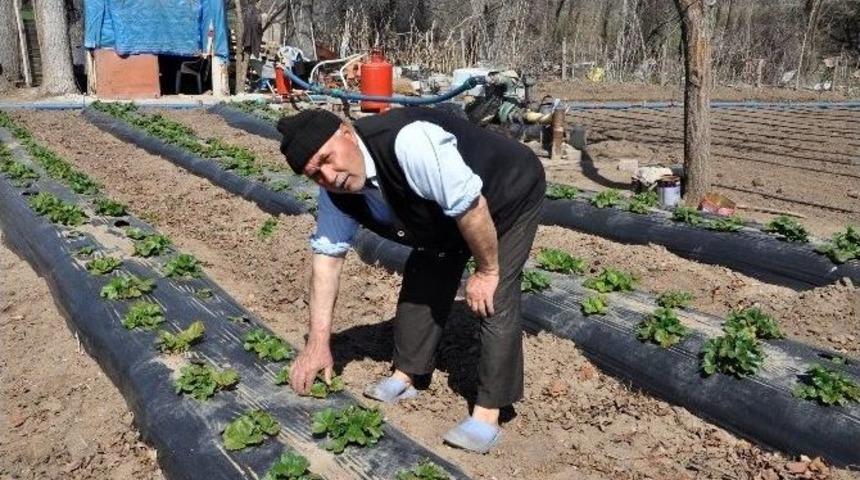 Sorgun&rsquo;da &Ccedil;ilek &Uuml;retimi Yaygınlaşıyor