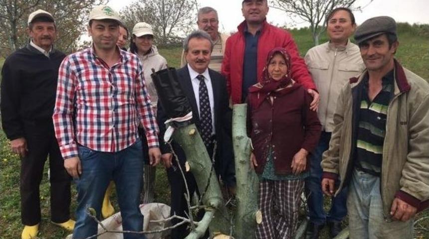 Verimsiz Ceviz Ağa&ccedil;ları Aşılandı