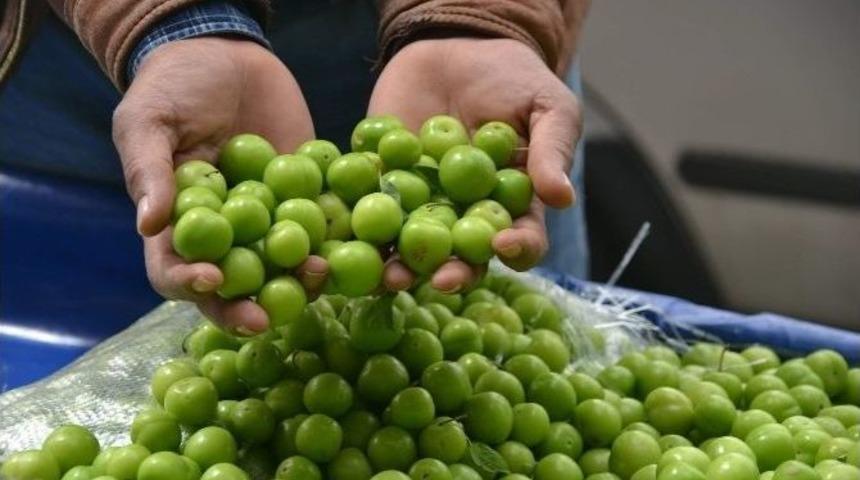 200 Tl&rsquo;den Alıcı Bulan Erik, Kilosu 12 Tl&rsquo;ye D&uuml;ş&uuml;nce Elde Kaldı