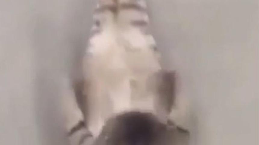 Sportmen Kedi G&ouml;renleri Şaşırtıyor