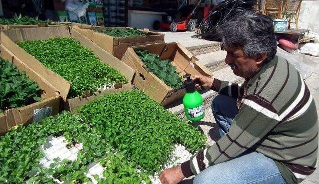 Aydın’da Sebze Fide Dikimleri Başladı