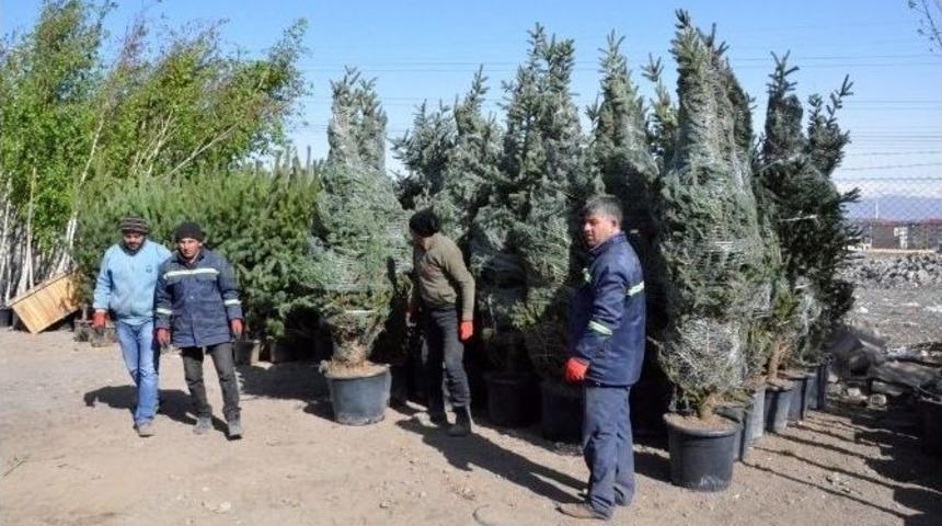 Paland&ouml;ken&rsquo;de Binlerce Fidan Toprakla Buluşuyor