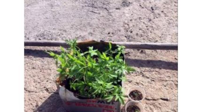 Saksıda Kenevir Yetiştirdi