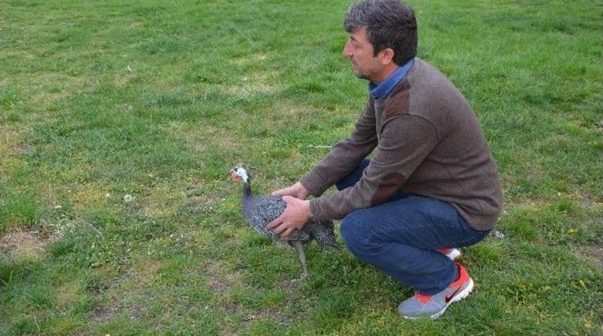 Boz&uuml;y&uuml;k&rsquo;te Kenelere Karşı 30 Yaban Tavuğu Doğaya Salındı
