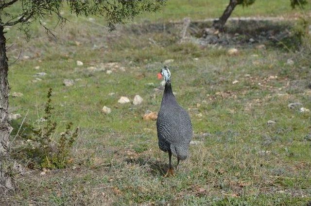 Bozüyük’te Kenelere Karşı 30 Yaban Tavuğu Doğaya Salındı