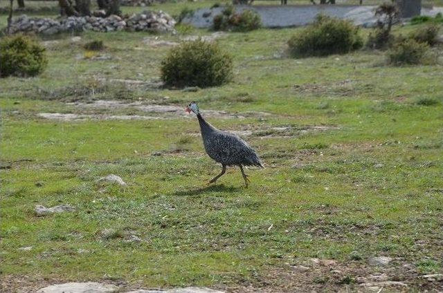 Bozüyük’te Kenelere Karşı 30 Yaban Tavuğu Doğaya Salındı