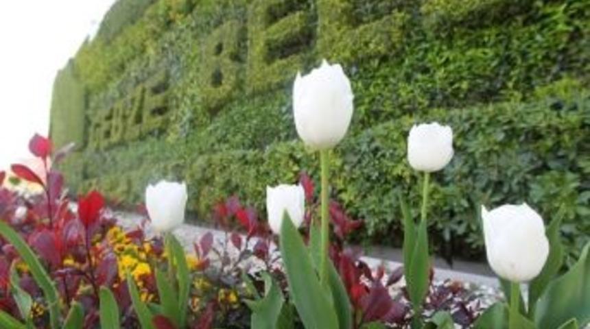 Gebze&rsquo;de Bahar Lalelerle Şenlendi