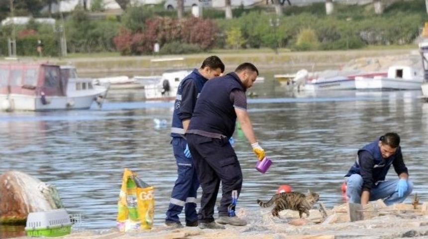 Minik Misafirler Kedi Evlerine G&uuml;venle Naklediliyor