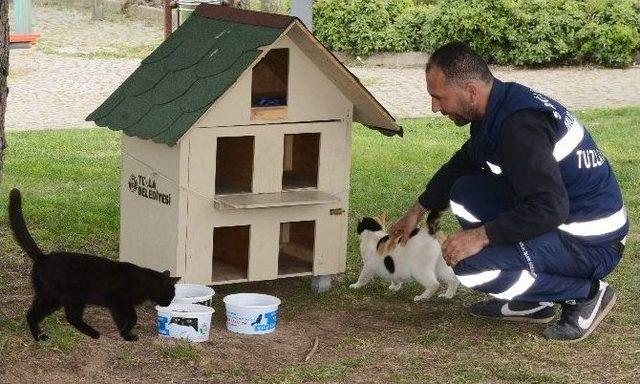 Minik Misafirler Kedi Evlerine Güvenle Naklediliyor