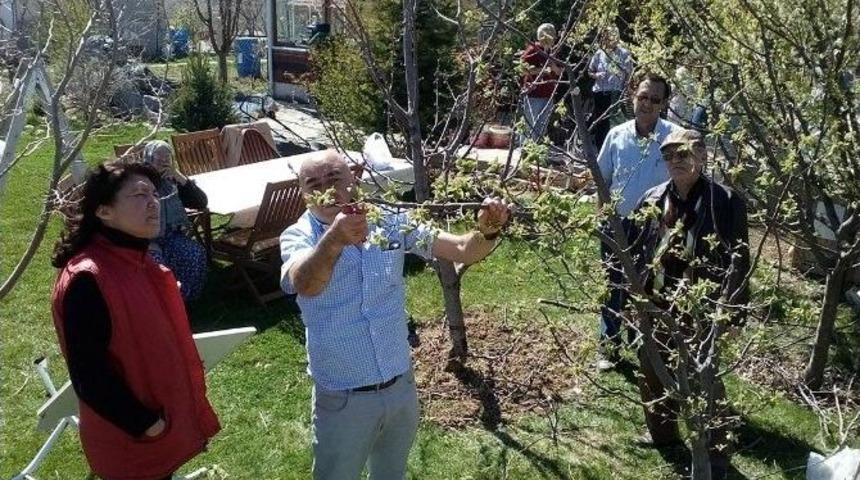 Tepebaşı&rsquo;nda Meyve Ağa&ccedil;ları Ve &Uuml;z&uuml;m Bağları Budandı