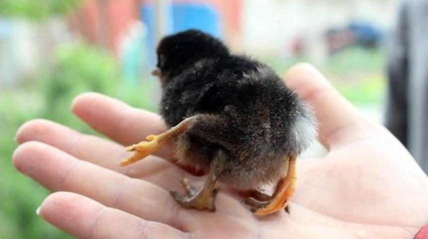 Adıyaman&rsquo;da 4 Ayaklı Civciv