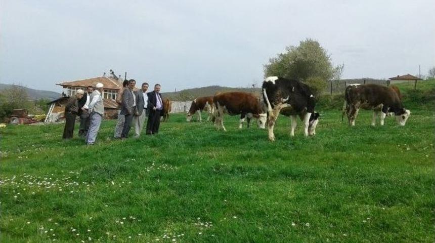 Tarım Kredi&rsquo;den 4 Yıl Vadeli İnek Satışı