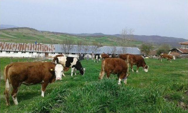 Tarım Kredi’den 4 Yıl Vadeli İnek Satışı