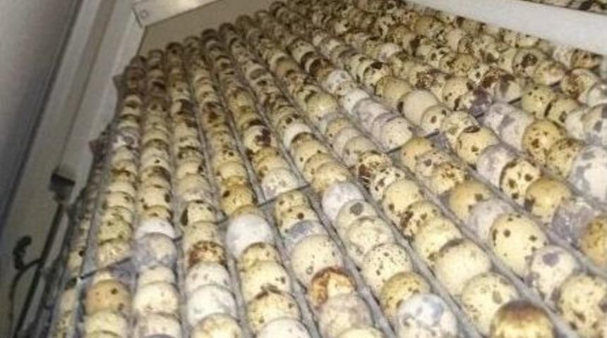 Nizip Myo&rsquo;dan Bıldırcın Yumurtası &Uuml;retim &Ccedil;iftliği&rsquo;ne Gezi