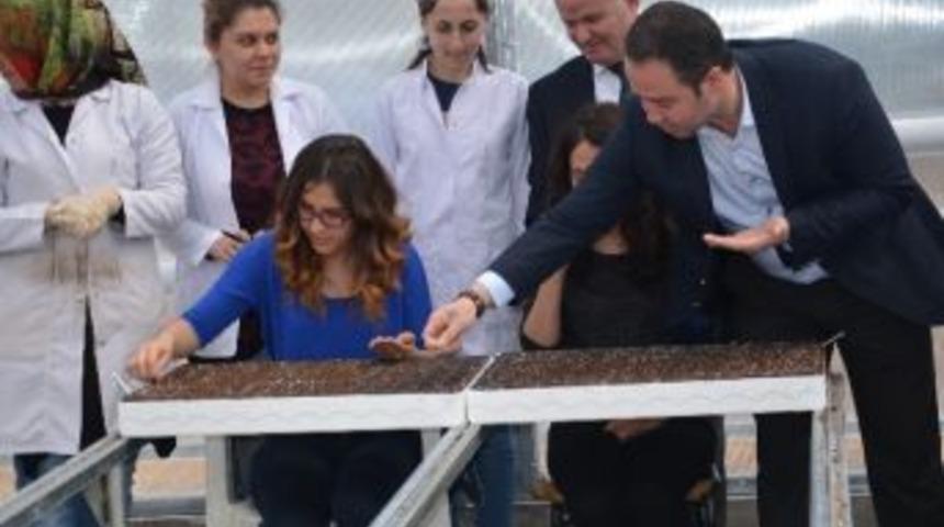 Tokat&rsquo;ta 1 Milyon Sebze Fidesi &Uuml;retimi Hedefi