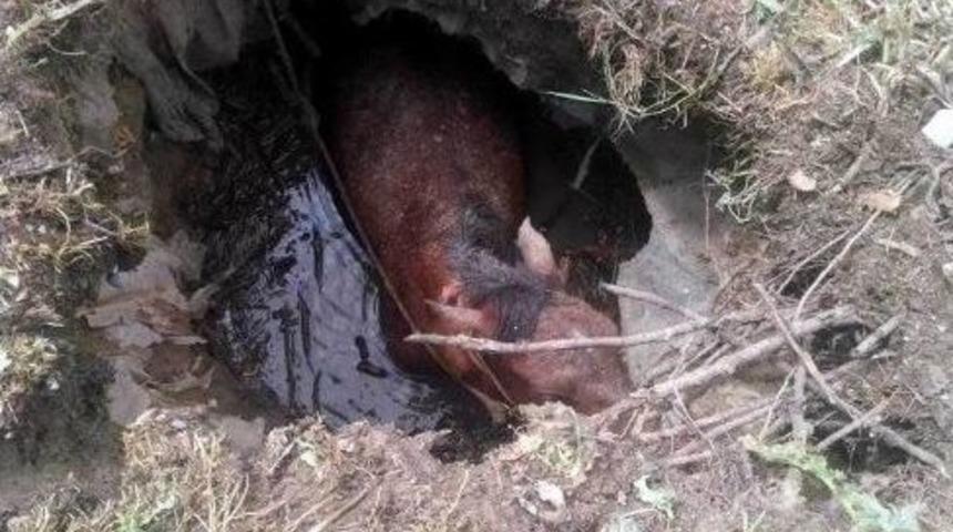 &Ccedil;ukura D&uuml;şen Atı İtfaiye Kurtardı