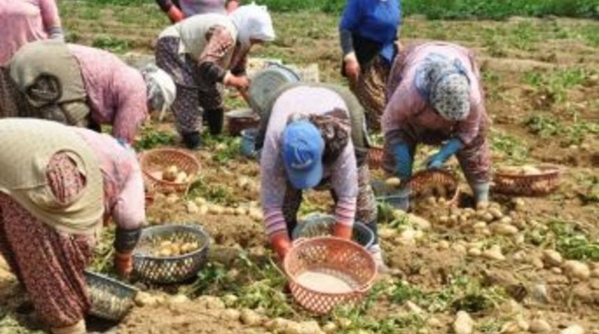 &Ouml;demiş&rsquo;te Patates &Uuml;reticilerine &rsquo;sertifikalı Tohum&rsquo; Uyarısı