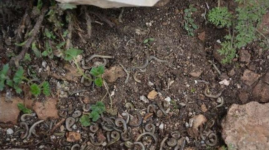 Kırkayaklar K&ouml;y&uuml; İstila Etti