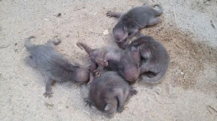 Hayvanat Bah&ccedil;esi&rsquo;nin Yeni &Uuml;yeleri