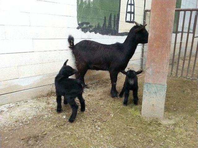 Hayvanat Bahçesi’nin Yeni Üyeleri