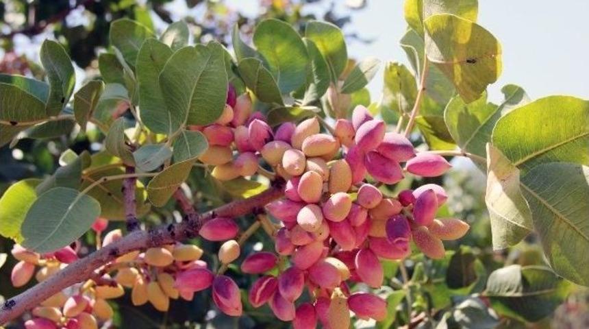 Kırmızı Kabuklu Antepfıstığına Tse Standardı