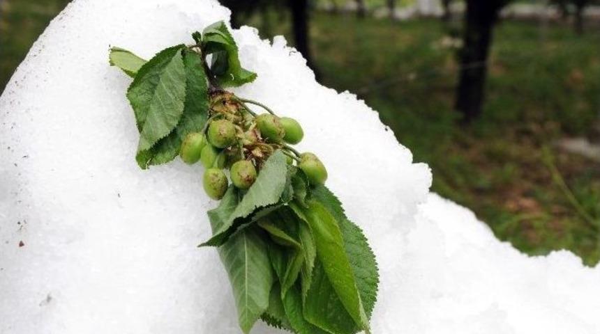 İhracatlık Erkenci Kirazı Dolu Afeti Vurdu