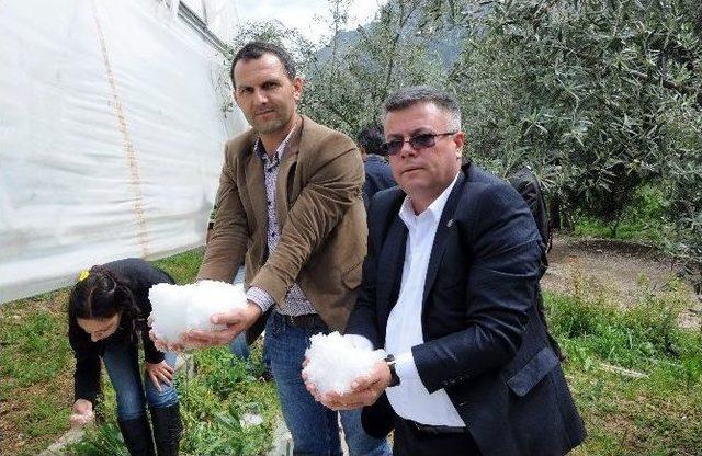 İhracatlık Erkenci Kirazı Dolu Afeti Vurdu