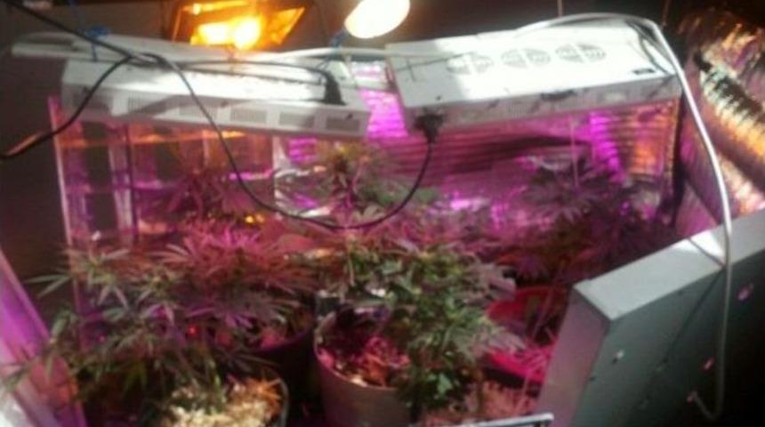 Kenevir Yetiştirmek İ&ccedil;in Evini Seraya &Ccedil;evirdi