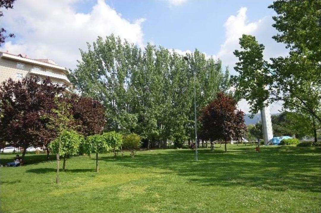 Kavakların Suçu Ne?