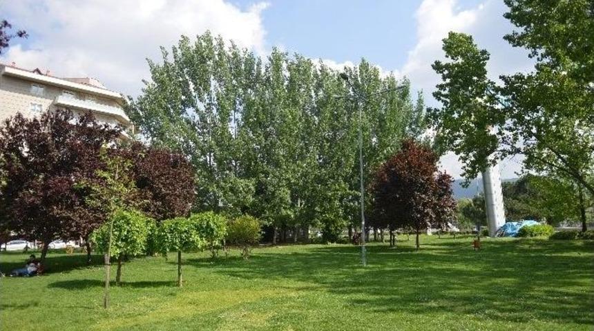 Kavakların Su&ccedil;u Ne?