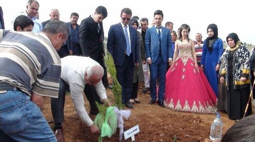 Yeni Evlenen &Ccedil;ift Davul Zurnayla Fidan Dikti