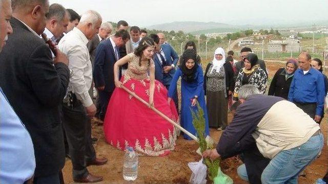 Yeni Evlenen Çift Davul Zurnayla Fidan Dikti