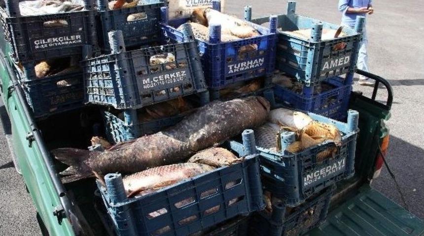 300 Kilo Ka&ccedil;ak Avlanan Balık Ele Ge&ccedil;irildi