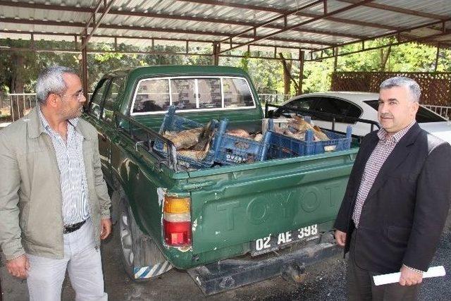 300 Kilo Kaçak Avlanan Balık Ele Geçirildi