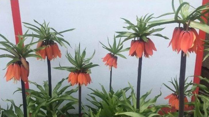 Hüzün Çiçekleri Ters Laleler Açmaya Başladı G1