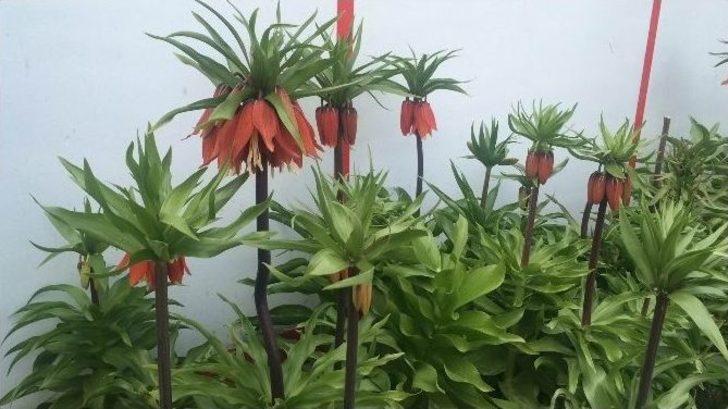 Hüzün Çiçekleri Ters Laleler Açmaya Başladı G2