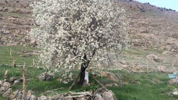 Hüzün Çiçekleri Ters Laleler Açmaya Başladı G3