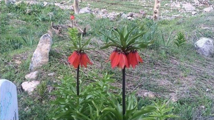 Hüzün Çiçekleri Ters Laleler Açmaya Başladı G4