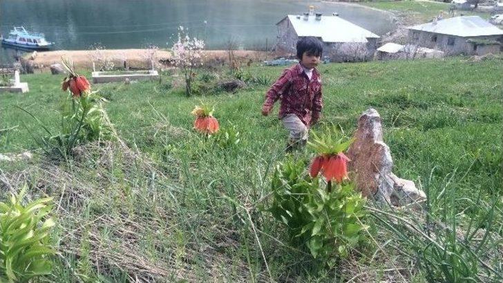 Hüzün Çiçekleri Ters Laleler Açmaya Başladı G5