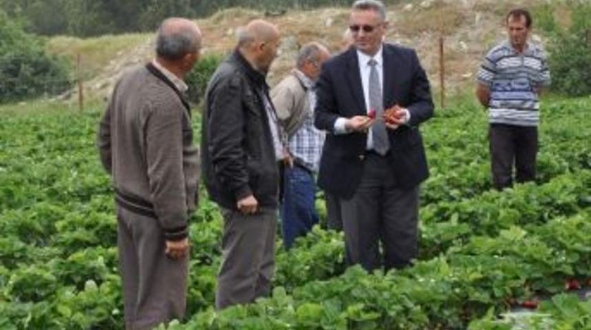 Manisa Tarımının Y&uuml;kselen Yıldızı: &Ccedil;ilek