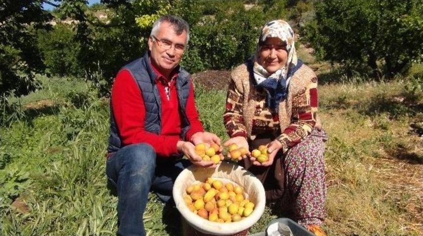Kayısı Hasadı Mersin&rsquo;de Başladı