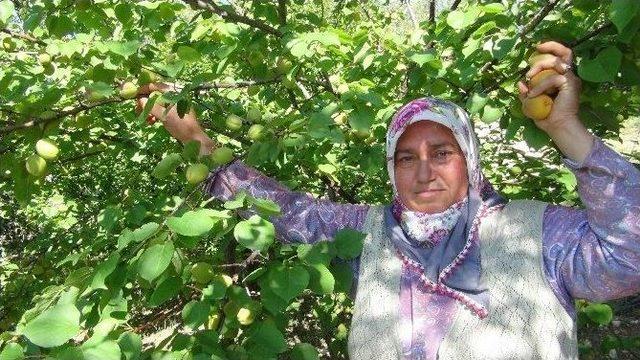 Kayısı Hasadı Mersin’de Başladı