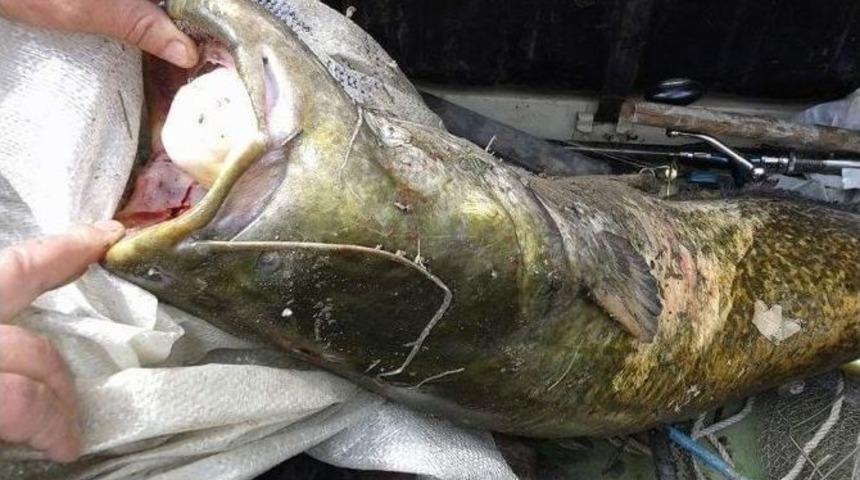 Oltaya Takılan Dev Yayın G&ouml;renleri Şaşkına &Ccedil;evirdi