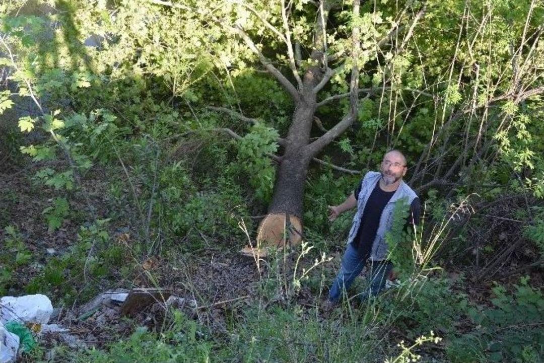 Dalaman&rsquo;da Ağa&ccedil; Kesimine Tepki