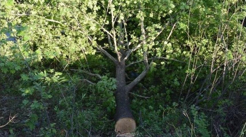 Kaymakam Şimşek Ağa&ccedil; Kesimini Durdurdu