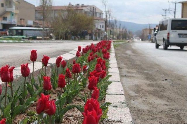 Bünyan 20 Bin Lale İle Renklendi