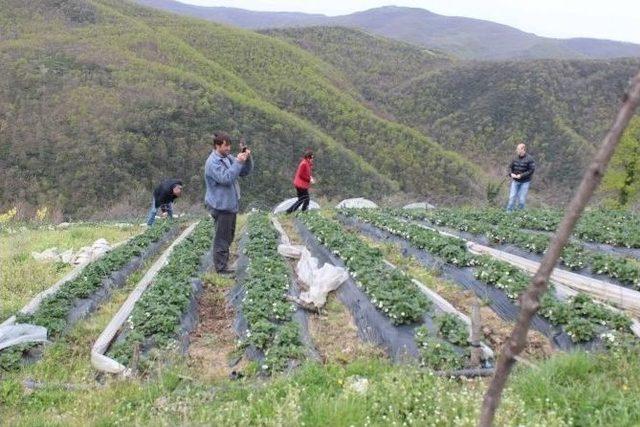 ’çilek Üretimi Geliştirme Projesi’ Kapsamında İnceleme Gezisi