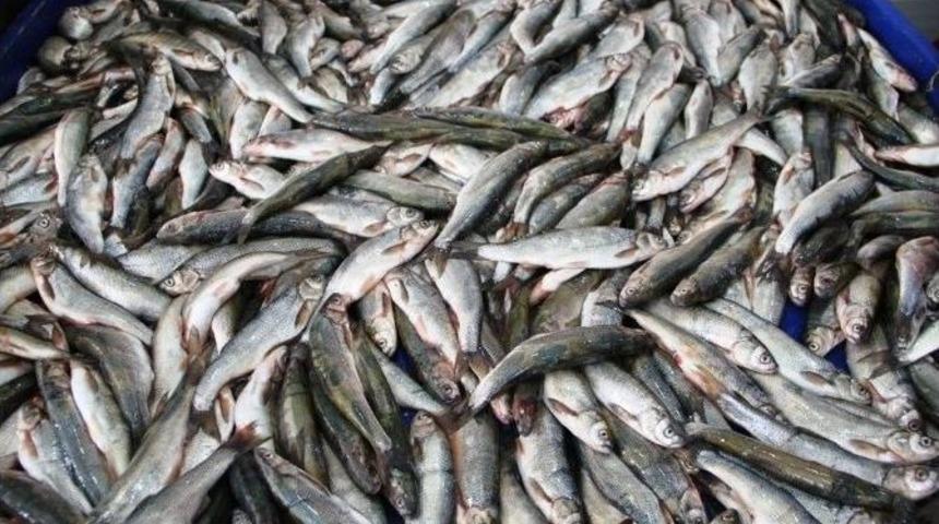 İnci Kefali Yasağı Yarın Başlıyor